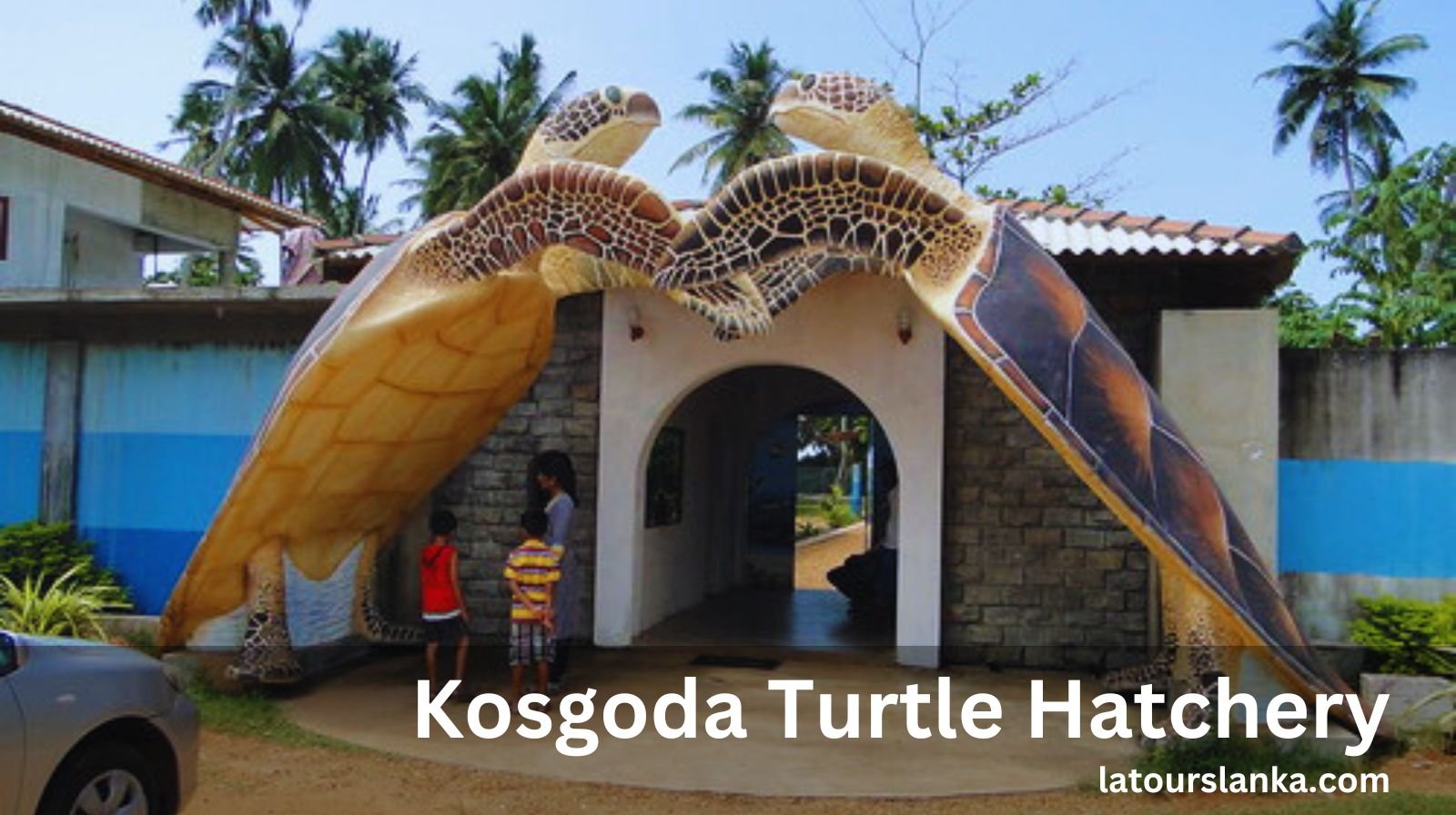 Visit The Kosgoda Turtle Hatchery To Witness Baby Turtles Hatching & Learn About Conservation